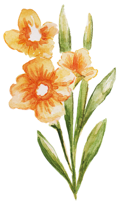 Hand-Painted Watercolor Gladioli Filipino Flower Illustration